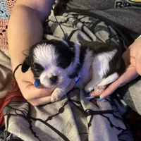 Milo, a male Shih Tzu for sale in Mobile, AL – 2 of 4