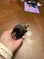 Honor, a male Shih Tzu for sale in Mobile, AL – 6 of 7