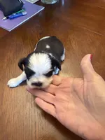 Stache, a male Shih Tzu for sale in Mobile, AL – 2 of 6