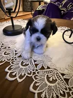 Mayor, a male Shih Tzu for sale in Mobile, AL – 6 of 7