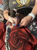 Molly, a female Shih Tzu for sale in Mobile, AL – 5 of 7