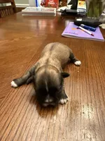 Valor, a male Shih Tzu for sale in Mobile, AL – 4 of 5