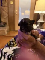 Patriot, a male Shih Tzu for sale in Mobile, AL – 7 of 10
