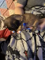 Shilo, a male Shih Tzu for sale in Mobile, AL – 5 of 5