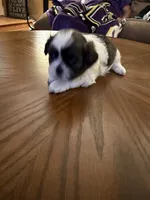 Pansy, a female Shih Tzu for sale in Mobile, AL – 3 of 8
