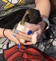Molly, a female Shih Tzu for sale in Mobile, AL – 7 of 7