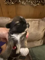 Patriot, a male Shih Tzu for sale in Mobile, AL – 8 of 10
