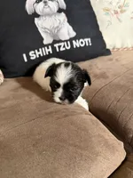 Leha, a female Shih Tzu for sale in Mobile, AL – 6 of 6