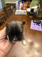Honor, a male Shih Tzu for sale in Mobile, AL – 3 of 7