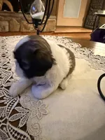 Mayor, a male Shih Tzu for sale in Mobile, AL – 2 of 7