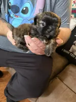 Lollipop, a female Shih Tzu for sale in Mobile, AL – 6 of 8