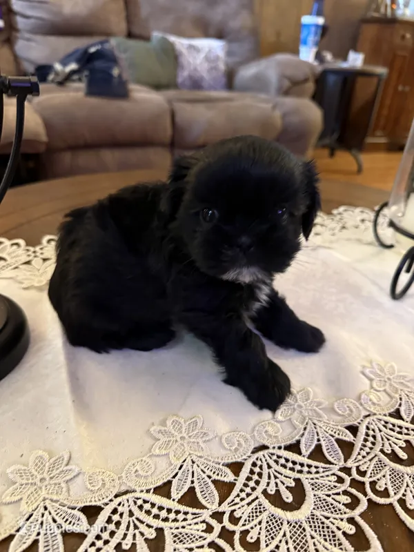 Bear – Shih Tzu puppy for sale in Mobile, AL