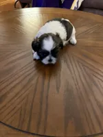 Pansy, a female Shih Tzu for sale in Mobile, AL – 4 of 8
