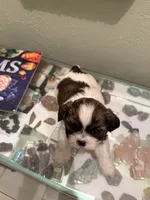 Moochie, a male Shih Tzu for sale in Mobile, AL – 4 of 6