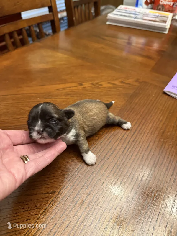 Honor – Shih Tzu puppy for sale in Mobile, AL