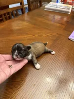 Honor, a male Shih Tzu for sale in Mobile, AL – 1 of 7