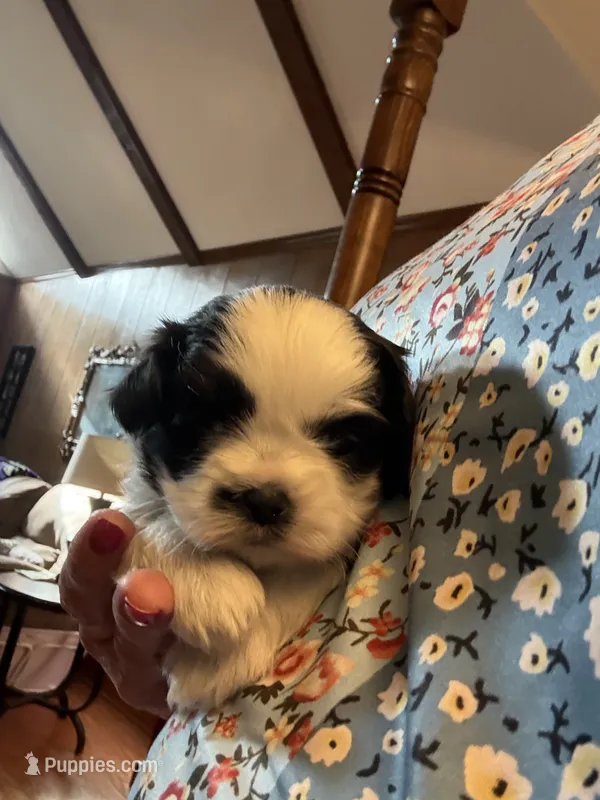 Stache – Shih Tzu puppy for sale in Mobile, AL
