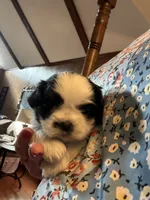 Stache, a male Shih Tzu for sale in Mobile, AL – 1 of 6