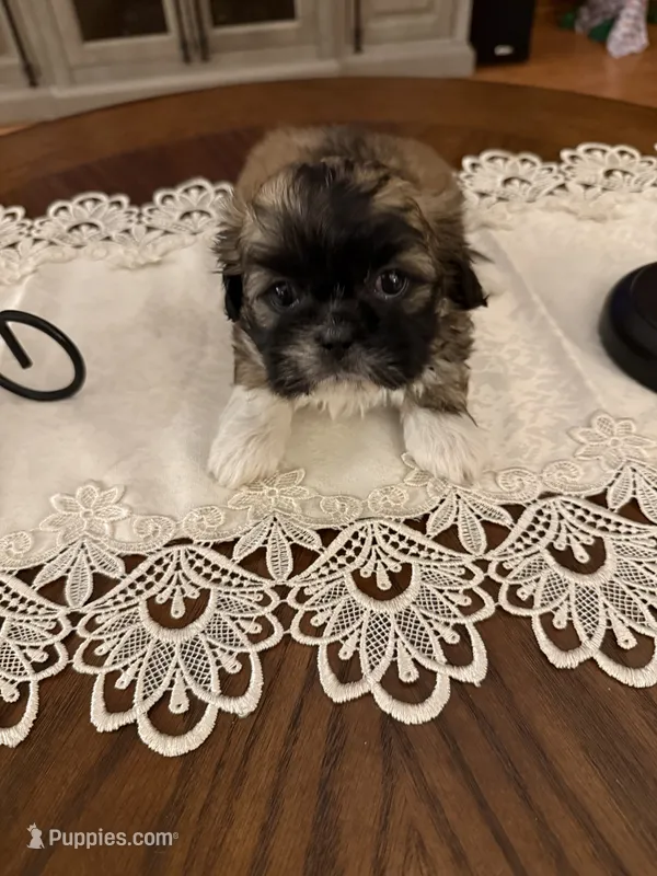 Patriot – Shih Tzu puppy for sale in Mobile, AL