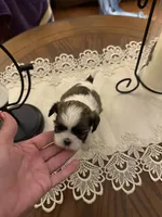 Mayor, a male Shih Tzu for sale in Mobile, AL – 5 of 7