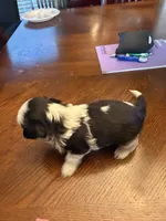 Stache, a male Shih Tzu for sale in Mobile, AL – 5 of 6