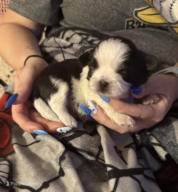 Milo – Shih Tzu puppy for sale in Mobile, AL