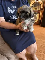 Honor, a male Shih Tzu for sale in Mobile, AL – 3 of 9