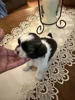 Boss, a male Shih Tzu for sale in Mobile, AL – 2 of 7