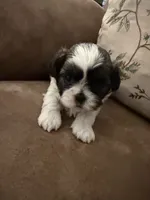 Pansy, a female Shih Tzu for sale in Mobile, AL – 5 of 8