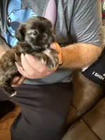 Lollipop, a female Shih Tzu for sale in Mobile, AL – 4 of 8