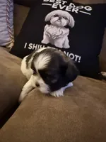 Petunia , a female Shih Tzu for sale in Mobile, AL – 4 of 6