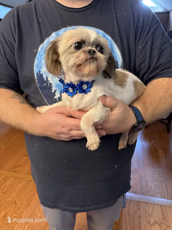 Daisy – Shih Tzu puppy for sale in Mobile, AL