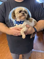 Daisy, a female Shih Tzu for sale in Mobile, AL – 1 of 10