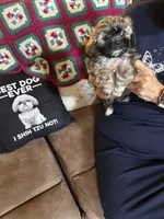 Honor, a male Shih Tzu for sale in Mobile, AL – 6 of 9