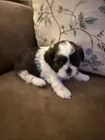 Pansy, a female Shih Tzu for sale in Mobile, AL – 8 of 8