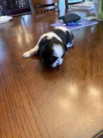 Oreo, a male Shih Tzu for sale in Mobile, AL – 6 of 8