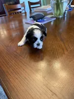 Oreo, a male Shih Tzu for sale in Mobile, AL – 5 of 8