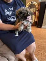 Honor, a male Shih Tzu for sale in Mobile, AL – 7 of 9