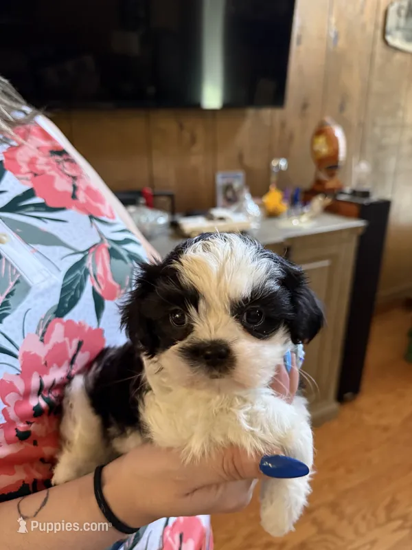 Stache – Shih Tzu puppy for sale in Mobile, AL