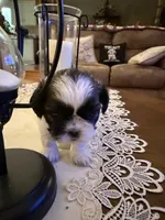 Boss, a male Shih Tzu for sale in Mobile, AL – 1 of 7