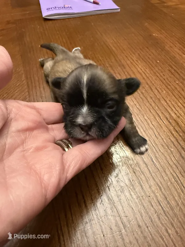 Valor – Shih Tzu puppy for sale in Mobile, AL