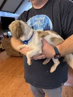 Daisy, a female Shih Tzu for sale in Mobile, AL – 7 of 10