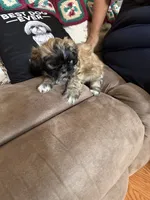 Valor, a male Shih Tzu for sale in Mobile, AL – 5 of 8