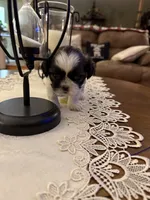 Boss, a male Shih Tzu for sale in Mobile, AL – 4 of 7
