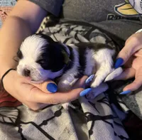 Milo, a male Shih Tzu for sale in Mobile, AL – 3 of 4
