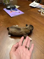 Honor, a male Shih Tzu for sale in Mobile, AL – 5 of 7