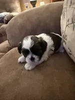 Pansy, a female Shih Tzu for sale in Mobile, AL – 7 of 8