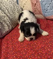 processed/99c90709-d8b3-44de-a8dd-b83116221aa0/listing/64e2216b-e500-4854-89eb-c998ad7e29d2/7394afa4-90d1-440d-8d88-95d11a4d9d5f