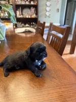 Bear, a male Shih Tzu for sale in Mobile, AL – 5 of 5