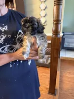 Valor, a male Shih Tzu for sale in Mobile, AL – 1 of 8